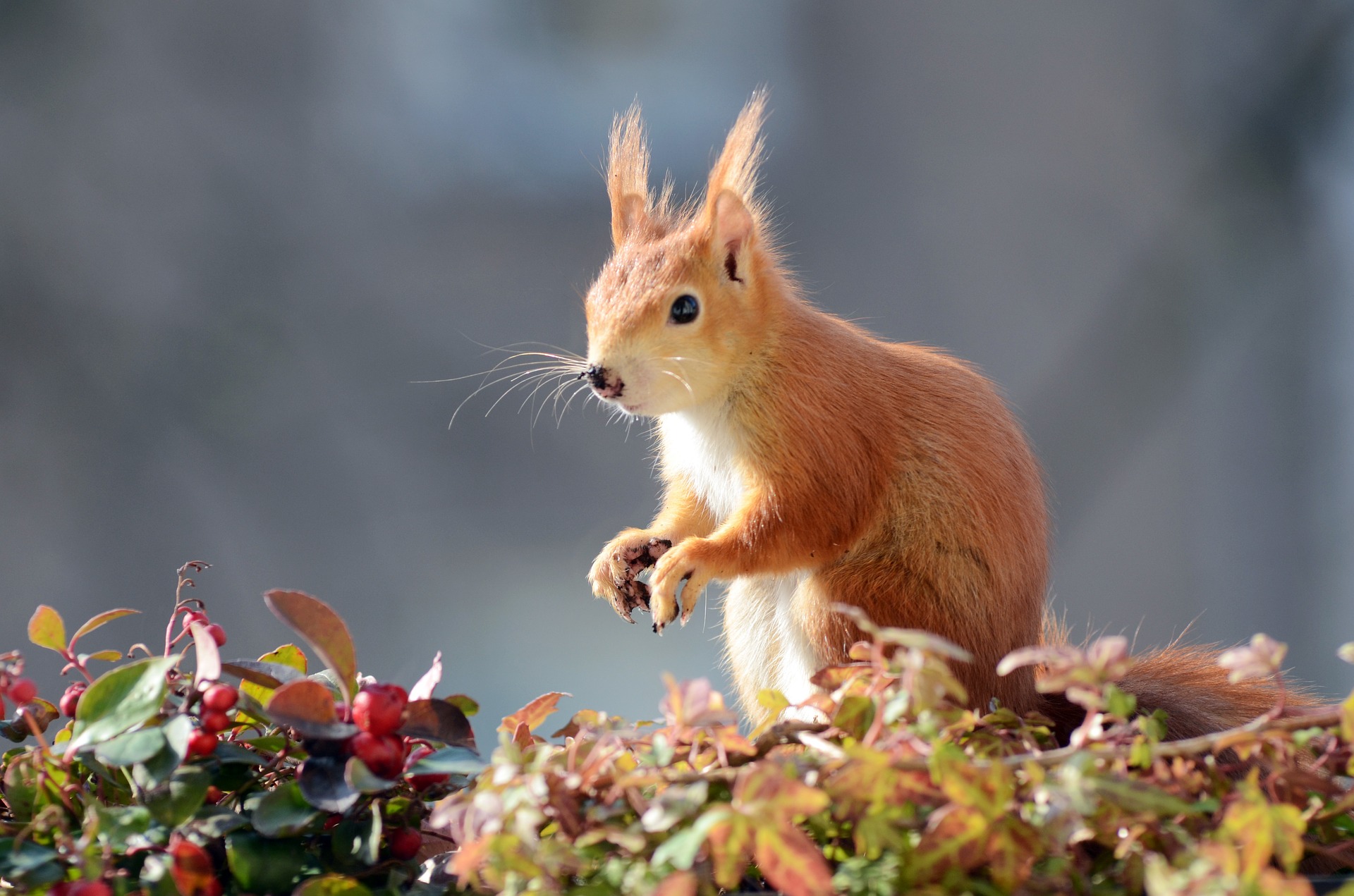 Take Cae of Trees, Plants and Animals